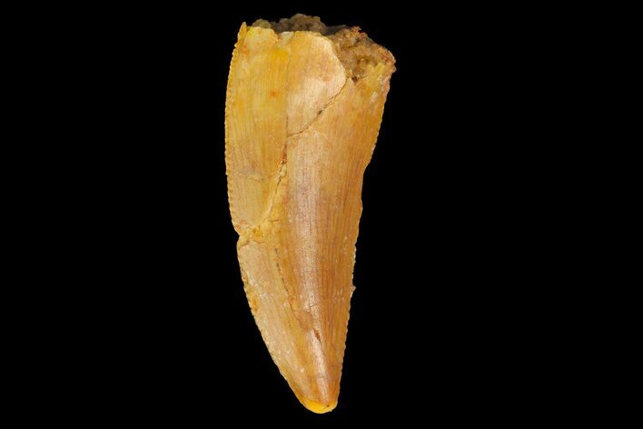 Serrated, Raptor Tooth - Real Dinosaur Tooth #176225